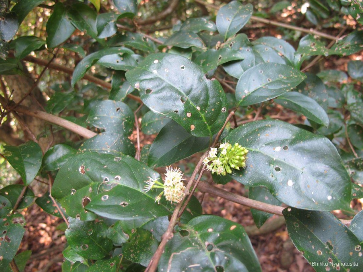 Combretum albidum G.DonRoxb. ex G.Don